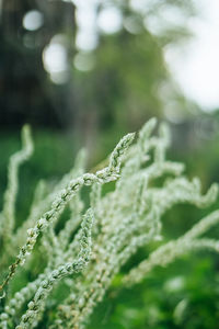 Close-up of fresh green plant in field