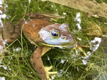 High angle view of turtle in grass