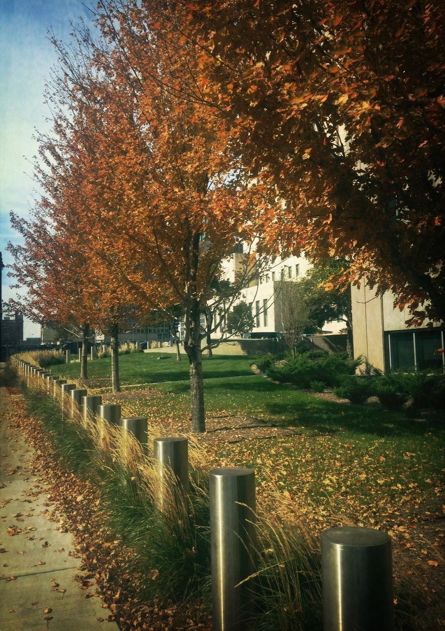 tree, building exterior, autumn, built structure, architecture, change, season, growth, park - man made space, nature, road, sky, sunlight, street, branch, outdoors, field, house, day, tranquility