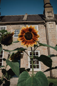 View of sunflower against built structure