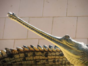 Close-up of lizard on metal