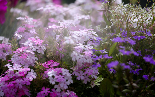 Close-up of purple flowers blooming outdoors