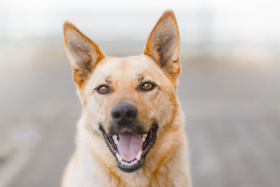 Close-up portrait of dog holding outdoors