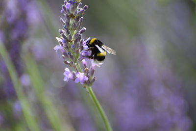 Close-up of bee pollinating on flower