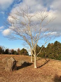 Bare tree on field against sky