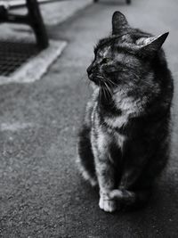 Close-up of cat sitting outdoors