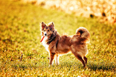 Dog holding food while standing on grass