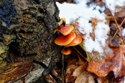 Close-up of mushrooms growing on tree trunk