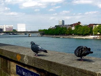 Bird perching on retaining wall by sea against sky in city