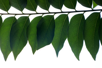 Close-up of leaves against clear sky