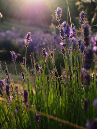 Close-up of purple flowers blooming in field