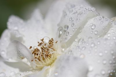 Close-up of water drops on white flower