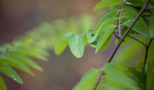 Close-up of raindrops on plant leaves