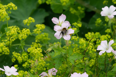 Close-up of white flowering plants