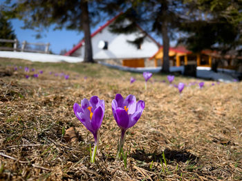Crocuses blooming in spring with a cabin seen in the background