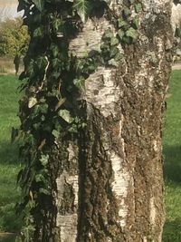 Close-up of tree trunk