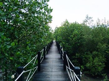 Boardwalk amidst plants and trees