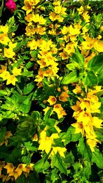 Close-up of yellow flowers