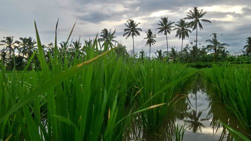 Scenic view of field against cloudy sky