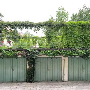 Plants growing by fence against sky