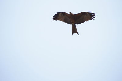 Low angle view of eagle flying against clear sky