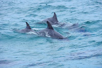 View of dolphins swimming in sea