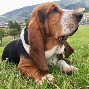 Close-up of a dog on field