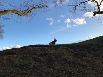 Horse on mountain against sky