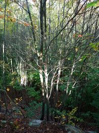 Trees in forest