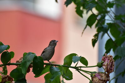 Low angle view of bird perching on tree