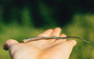 Close-up of hand holding reptile 