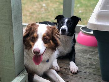 Portrait of dog sitting outdoors