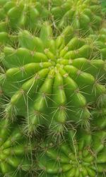 Full frame shot of cactus