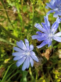 Close-up of purple flowers blooming outdoors