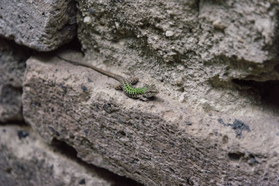 Close-up of insect on tree trunk