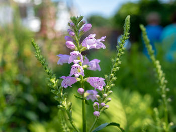 Close-up of purple flowering plant