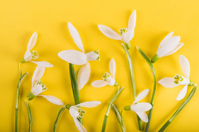 Close-up of yellow flowering plant