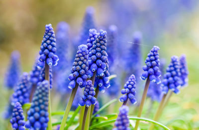 Close-up of purple flowering plants