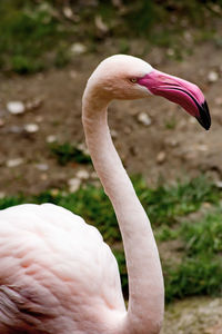 Close-up of white flamingo