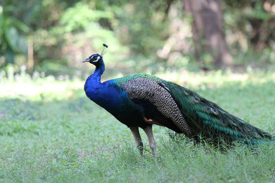 Side view of a peacock