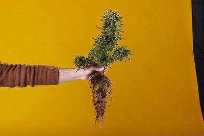 A hand holding a marijuana plant with roots on yellow background