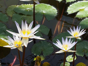 Close-up of water lily in pond