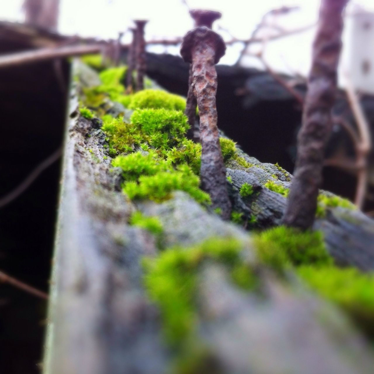 selective focus, focus on foreground, moss, growth, close-up, tree, plant, tree trunk, green color, nature, wood - material, outdoors, day, leaf, no people, focus on background, sunlight, tranquility, branch, fence