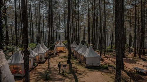 Trees in forest