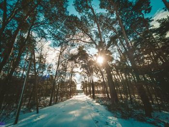 Sunlight streaming through trees in forest during winter