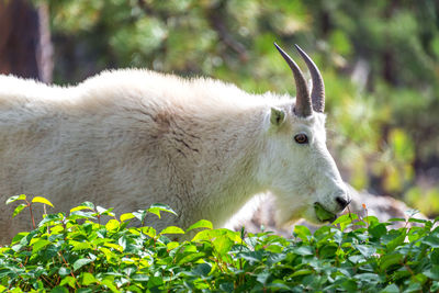 Close-up of white goat