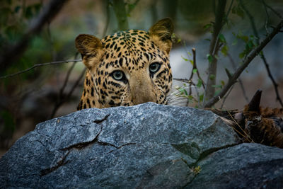 Close-up of a cat on rock