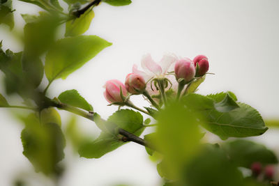 Low angle view of pink flowers against sky