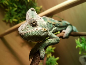 Close-up of chameleon