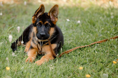 German shepherd puppy dog lying on the grass in the park